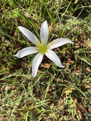Zephyranthes candida