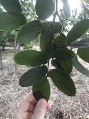 Hymenaea stigonocarpa