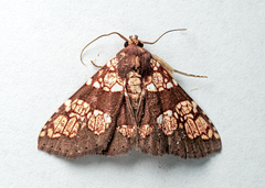 Saroba pustulifera
