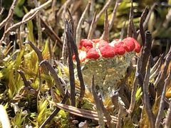 Cladonia coccifera