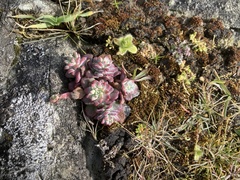 Sedum spathulifolium