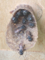 Scaptotrigona postica