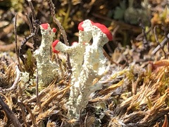 Cladonia borealis