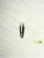 Coleotechnites florae