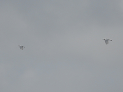 Egretta garzetta