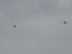 Egretta garzetta