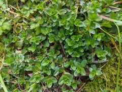 Veronica serpyllifolia
