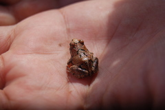 Physalaemus biligonigerus