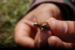 Physalaemus biligonigerus