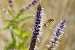 Notoreas simplex
