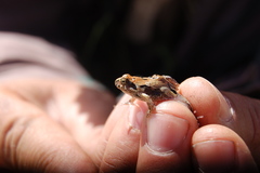 Physalaemus biligonigerus