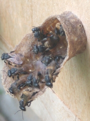 Scaptotrigona postica