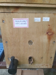 Scaptotrigona postica