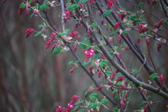 Ribes sanguineum