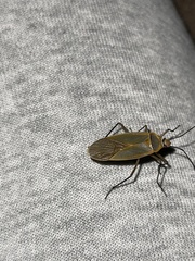 Dysdercus melanderes