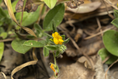 Anthyllis circinnata