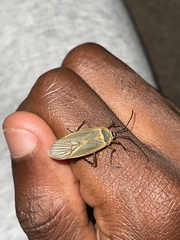 Dysdercus melanderes