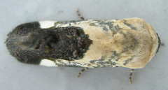Acontia