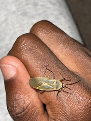 Dysdercus melanderes