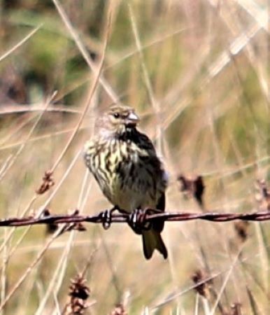 Drakensberg Siskin (Crithagra symonsi), photo 3