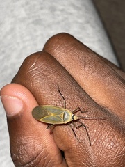 Dysdercus melanderes