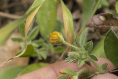 Anthyllis circinnata