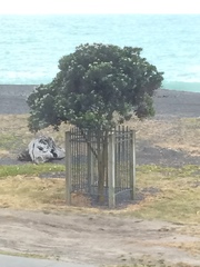 Metrosideros excelsa