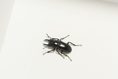 Dorcus rubrofemoratus