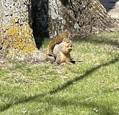 Sciurus niger