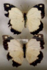 Eronia cleodora
