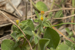 Anthyllis circinnata