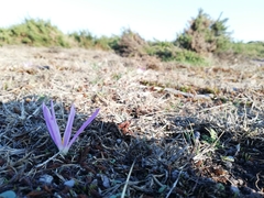 Colchicum montanum