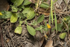 Anthyllis circinnata