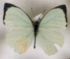 Nepheronia thalassina