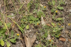 Anthyllis circinnata