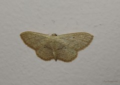 Scopula minorata