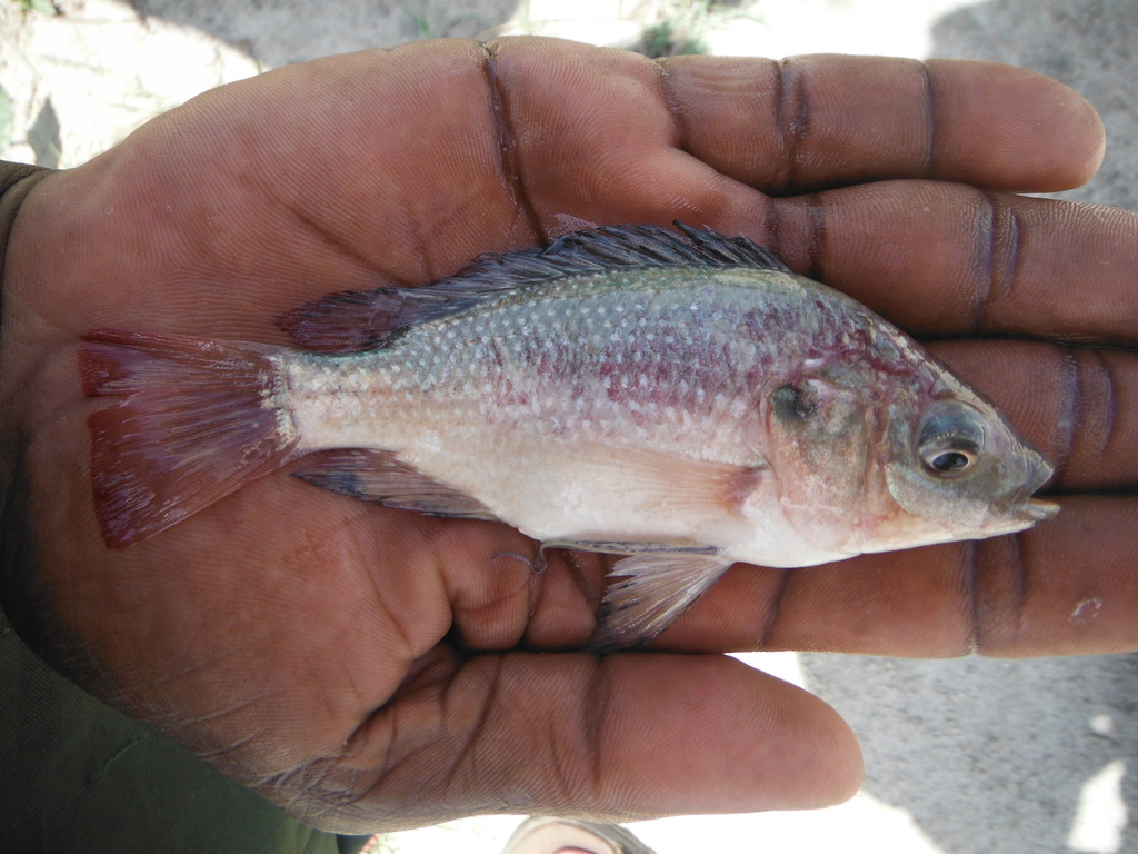 Carp (Oreochromis esculentus) — Cichlidae