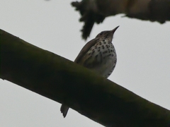 Turdus philomelos