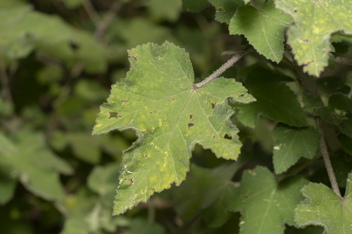 Image of Malva unguiculata by (c) Eleftherios Katsillis, some rights reserved (CC BY)