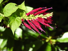 Salvia iodantha