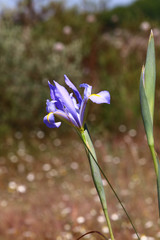 Iris xiphium