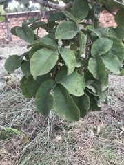 Caryocar brasiliense