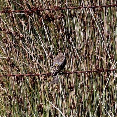 Drakensberg Siskin (Crithagra symonsi), photo 6