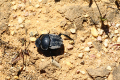 Scarabaeus cicatricosus