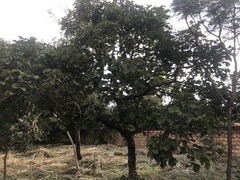 Caryocar brasiliense