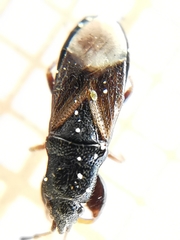 Piezoscelis staphylinus