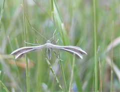 Merrifieldia malacodactyla