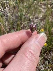 Trifolium albopurpureum