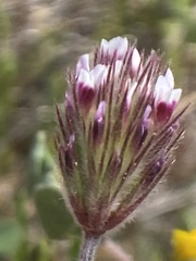 Trifolium albopurpureum