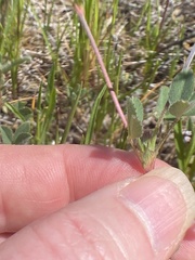 Trifolium albopurpureum